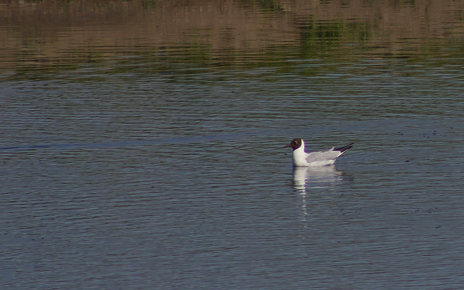 Black-headed Gull